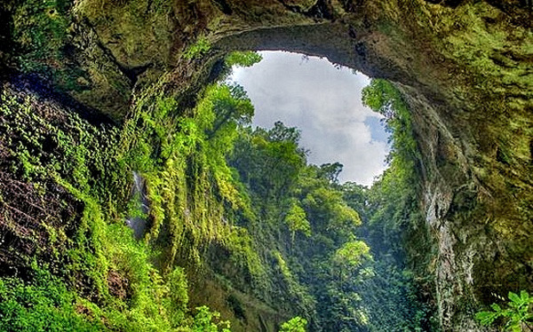jungle inside cave