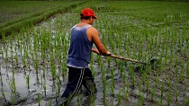 rice-farmer